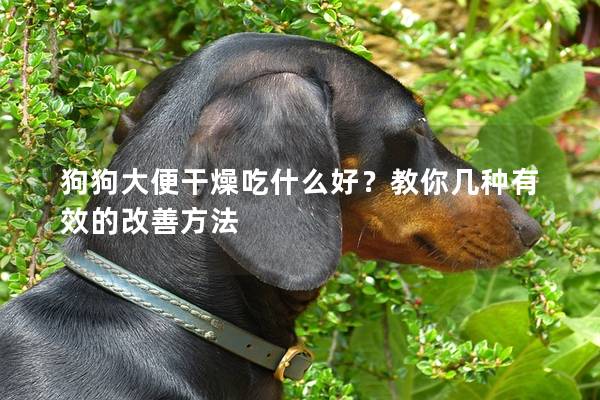 狗狗大便干燥吃什么好？教你几种有效的改善方法