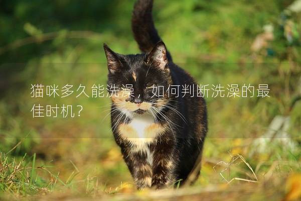 猫咪多久能洗澡，如何判断洗澡的最佳时机？