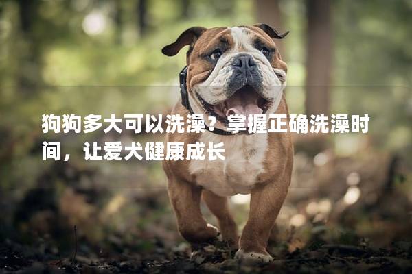 狗狗多大可以洗澡？掌握正确洗澡时间，让爱犬健康成长