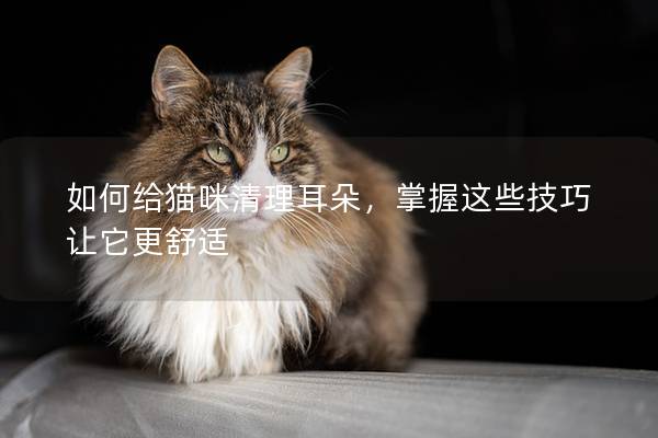 如何给猫咪清理耳朵，掌握这些技巧让它更舒适