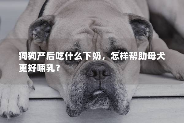 狗狗产后吃什么下奶，怎样帮助母犬更好哺乳？