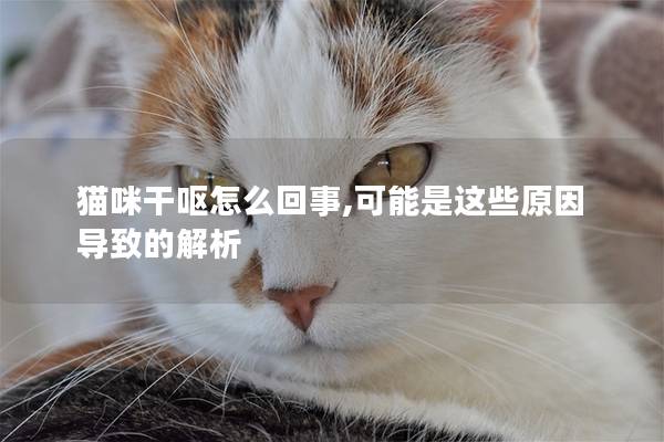 猫咪干呕怎么回事,可能是这些原因导致的解析