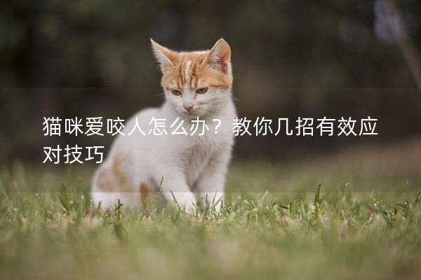 猫咪爱咬人怎么办？教你几招有效应对技巧