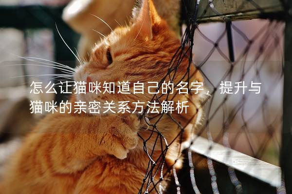 怎么让猫咪知道自己的名字，提升与猫咪的亲密关系方法解析