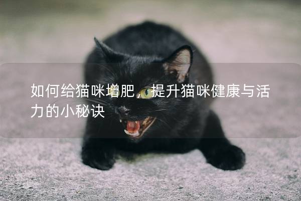 如何给猫咪增肥，提升猫咪健康与活力的小秘诀