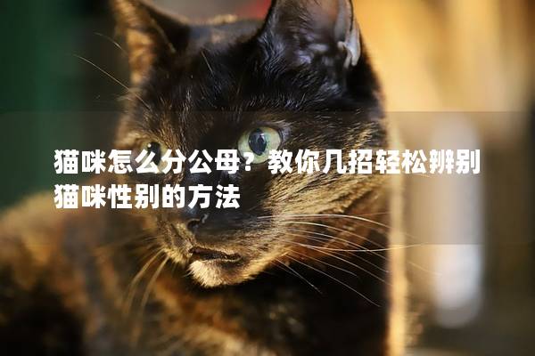 猫咪怎么分公母？教你几招轻松辨别猫咪性别的方法