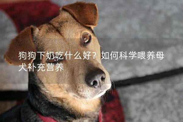 狗狗下奶吃什么好？如何科学喂养母犬补充营养