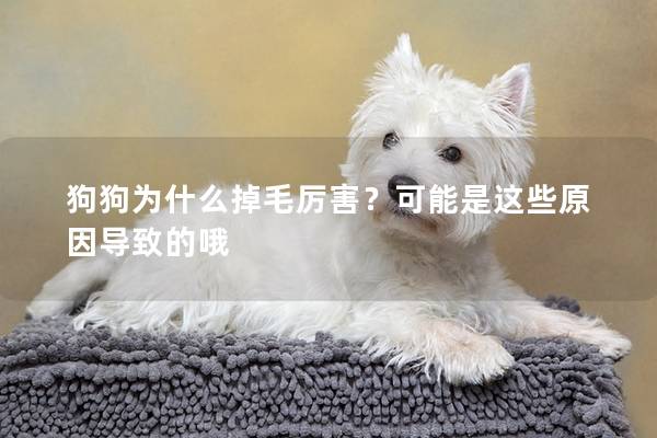 狗狗为什么掉毛厉害？可能是这些原因导致的哦