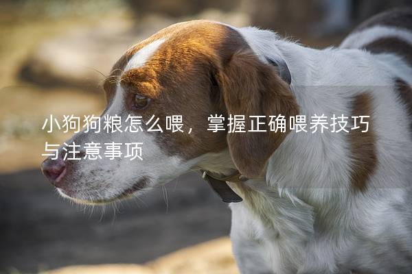 小狗狗粮怎么喂，掌握正确喂养技巧与注意事项