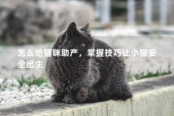 怎么给猫咪助产，掌握技巧让小猫安全出生