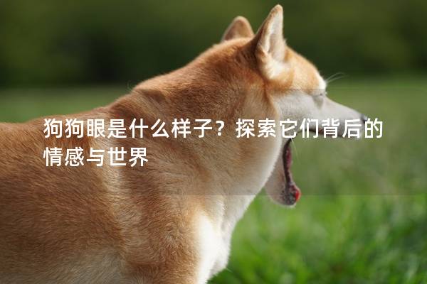 狗狗眼是什么样子？探索它们背后的情感与世界