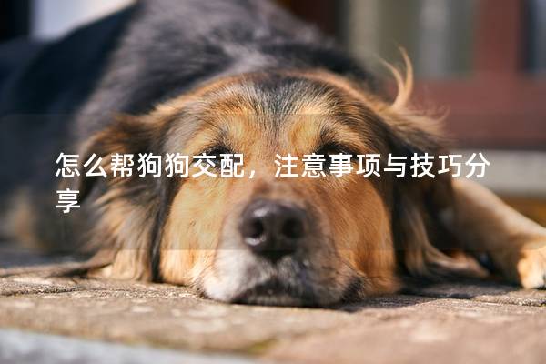 怎么帮狗狗交配，注意事项与技巧分享