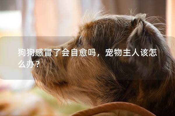 狗狗感冒了会自愈吗，宠物主人该怎么办？