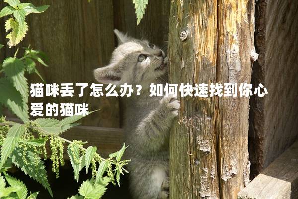 猫咪丢了怎么办？如何快速找到你心爱的猫咪