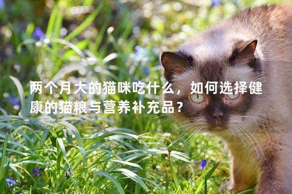 两个月大的猫咪吃什么，如何选择健康的猫粮与营养补充品？