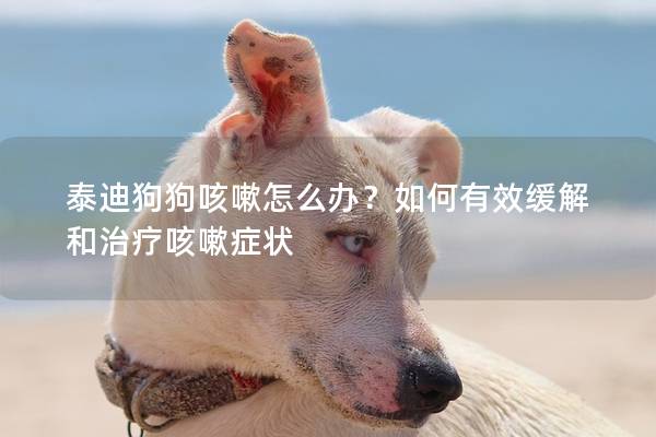 泰迪狗狗咳嗽怎么办？如何有效缓解和治疗咳嗽症状