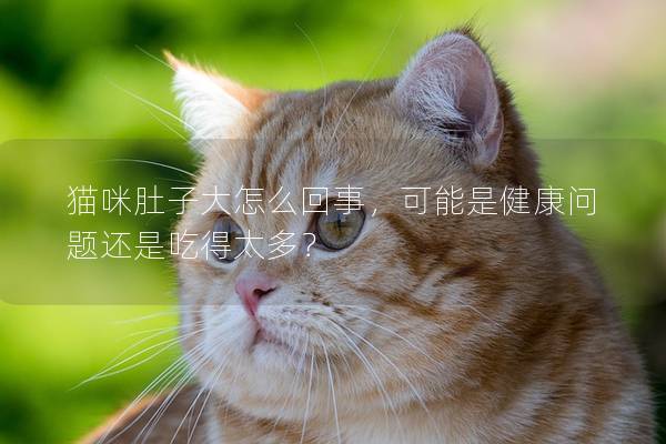 猫咪肚子大怎么回事，可能是健康问题还是吃得太多？