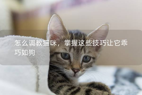 怎么调教猫咪，掌握这些技巧让它乖巧如狗