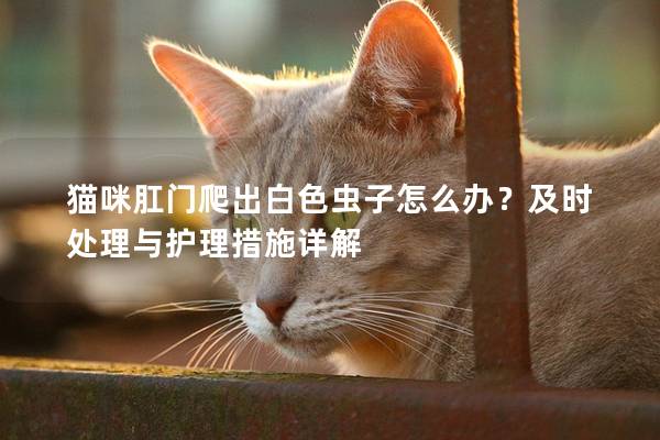 猫咪肛门爬出白色虫子怎么办？及时处理与护理措施详解