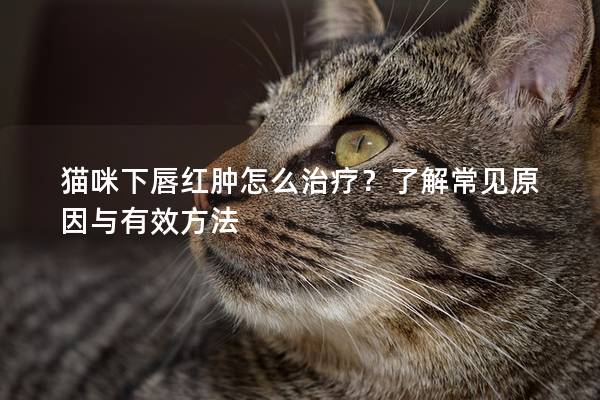 猫咪下唇红肿怎么治疗？了解常见原因与有效方法