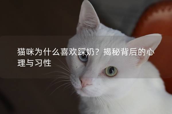 猫咪为什么喜欢踩奶？揭秘背后的心理与习性