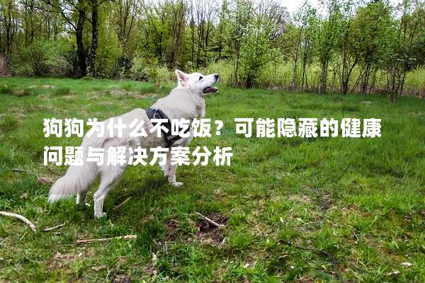 狗狗为什么不吃饭？可能隐藏的健康问题与解决方案分析