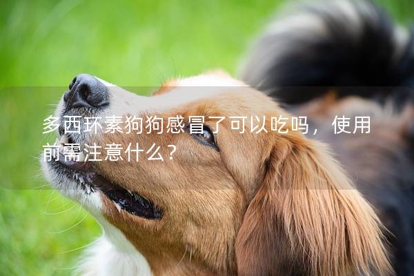 多西环素狗狗感冒了可以吃吗，使用前需注意什么？