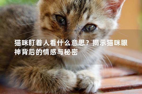 猫咪盯着人看什么意思？揭示猫咪眼神背后的情感与秘密