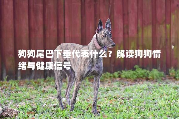 狗狗尾巴下垂代表什么？解读狗狗情绪与健康信号