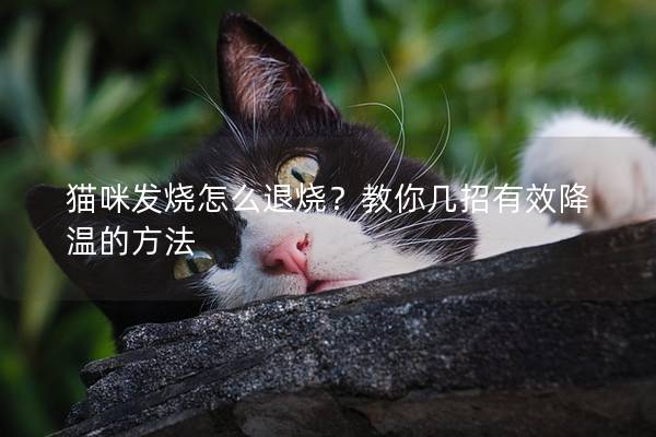 猫咪发烧怎么退烧？教你几招有效降温的方法