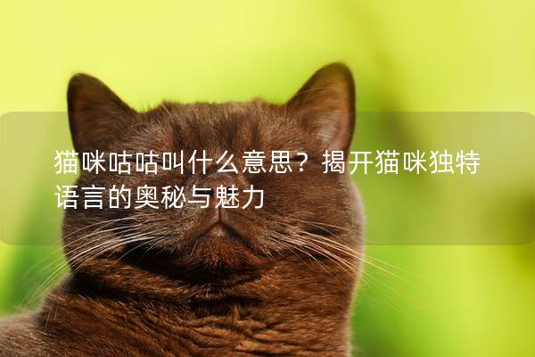 猫咪咕咕叫什么意思？揭开猫咪独特语言的奥秘与魅力