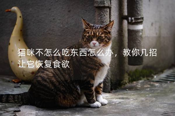 猫咪不怎么吃东西怎么办，教你几招让它恢复食欲