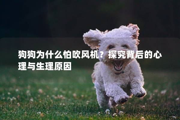 狗狗为什么怕吹风机？探究背后的心理与生理原因