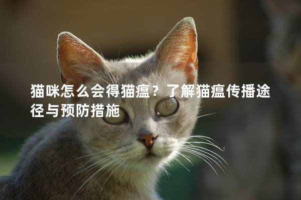 猫咪怎么会得猫瘟？了解猫瘟传播途径与预防措施