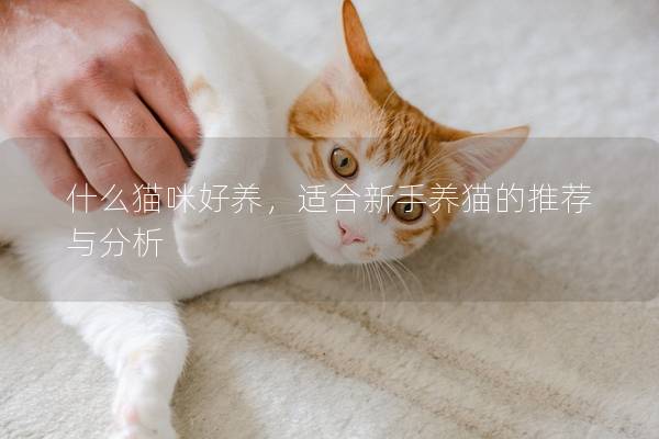 什么猫咪好养，适合新手养猫的推荐与分析