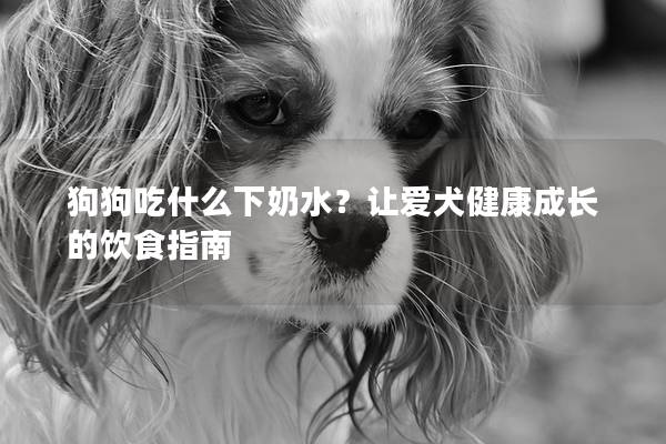 狗狗吃什么下奶水？让爱犬健康成长的饮食指南