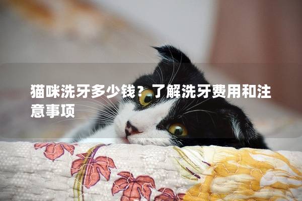 猫咪洗牙多少钱？了解洗牙费用和注意事项