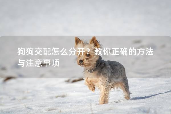 狗狗交配怎么分开？教你正确的方法与注意事项