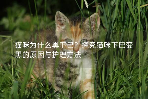 猫咪为什么黑下巴？探究猫咪下巴变黑的原因与护理方法