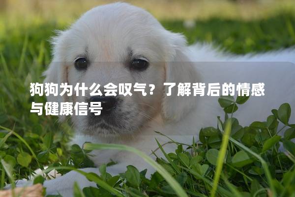 狗狗为什么会叹气？了解背后的情感与健康信号