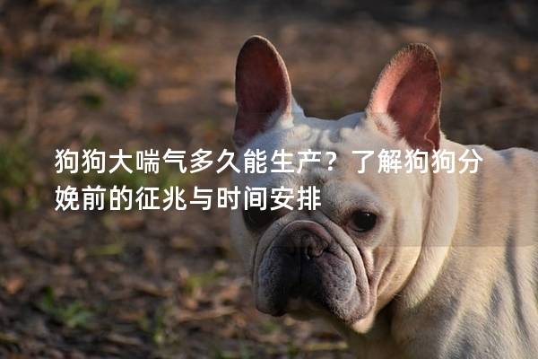 狗狗大喘气多久能生产？了解狗狗分娩前的征兆与时间安排