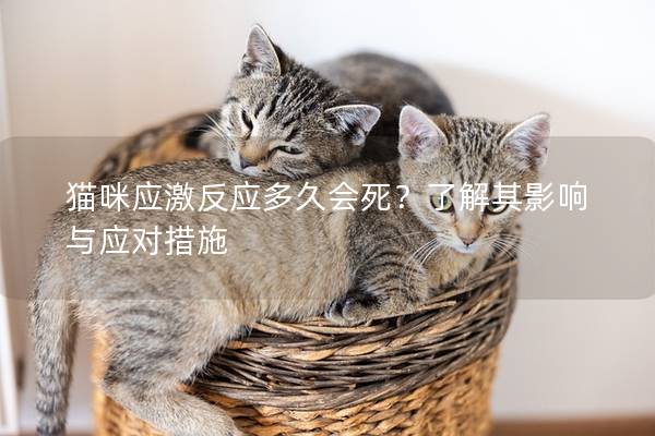 猫咪应激反应多久会死？了解其影响与应对措施