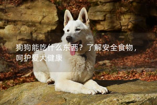 狗狗能吃什么东西？了解安全食物，呵护爱犬健康