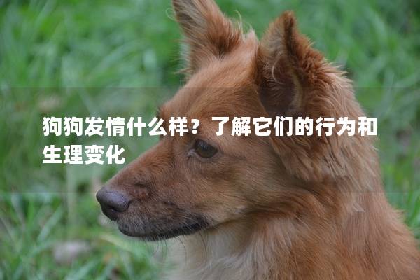 狗狗发情什么样？了解它们的行为和生理变化