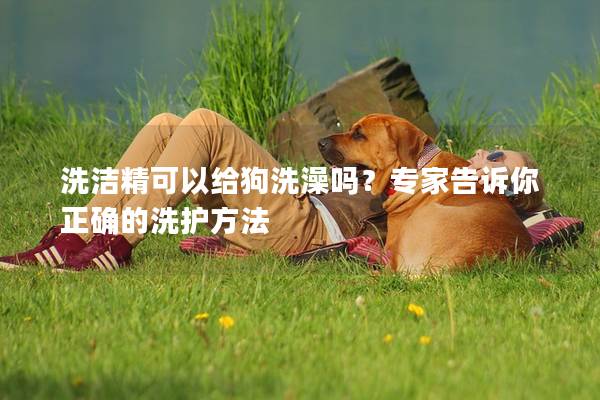 洗洁精可以给狗洗澡吗？专家告诉你正确的洗护方法