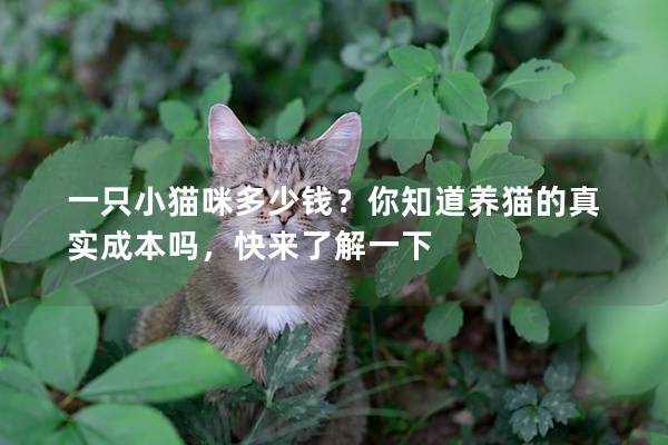 一只小猫咪多少钱？你知道养猫的真实成本吗，快来了解一下