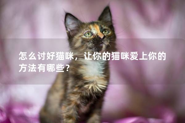 怎么讨好猫咪，让你的猫咪爱上你的方法有哪些？