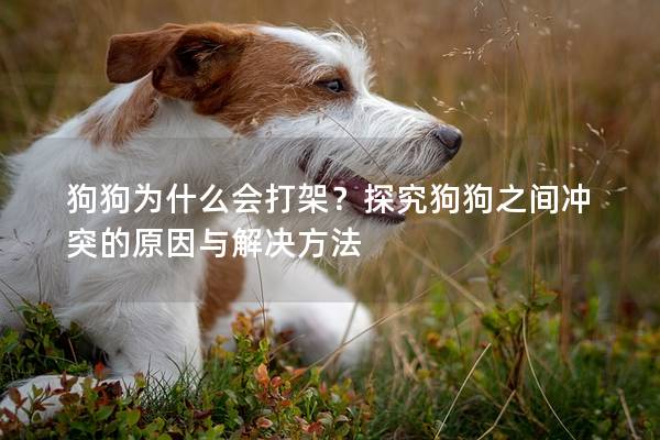 狗狗为什么会打架？探究狗狗之间冲突的原因与解决方法