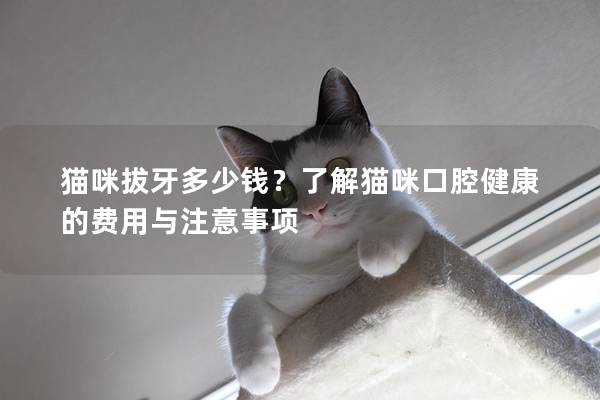 猫咪拔牙多少钱？了解猫咪口腔健康的费用与注意事项