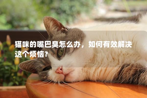 猫咪的嘴巴臭怎么办，如何有效解决这个烦恼？